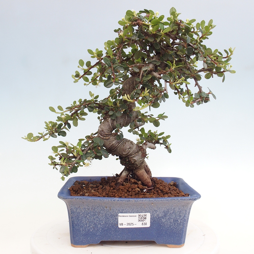 Venkovní bonsai-Cotoneaster dammeri - Skalník Damerův