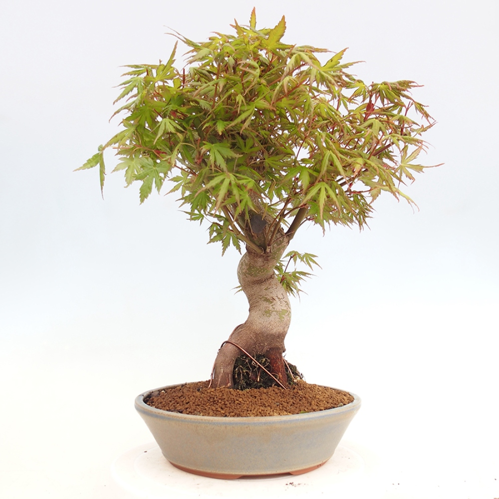 Venkovní bonsai - Acer palmatum  - Javor dlanitolistý