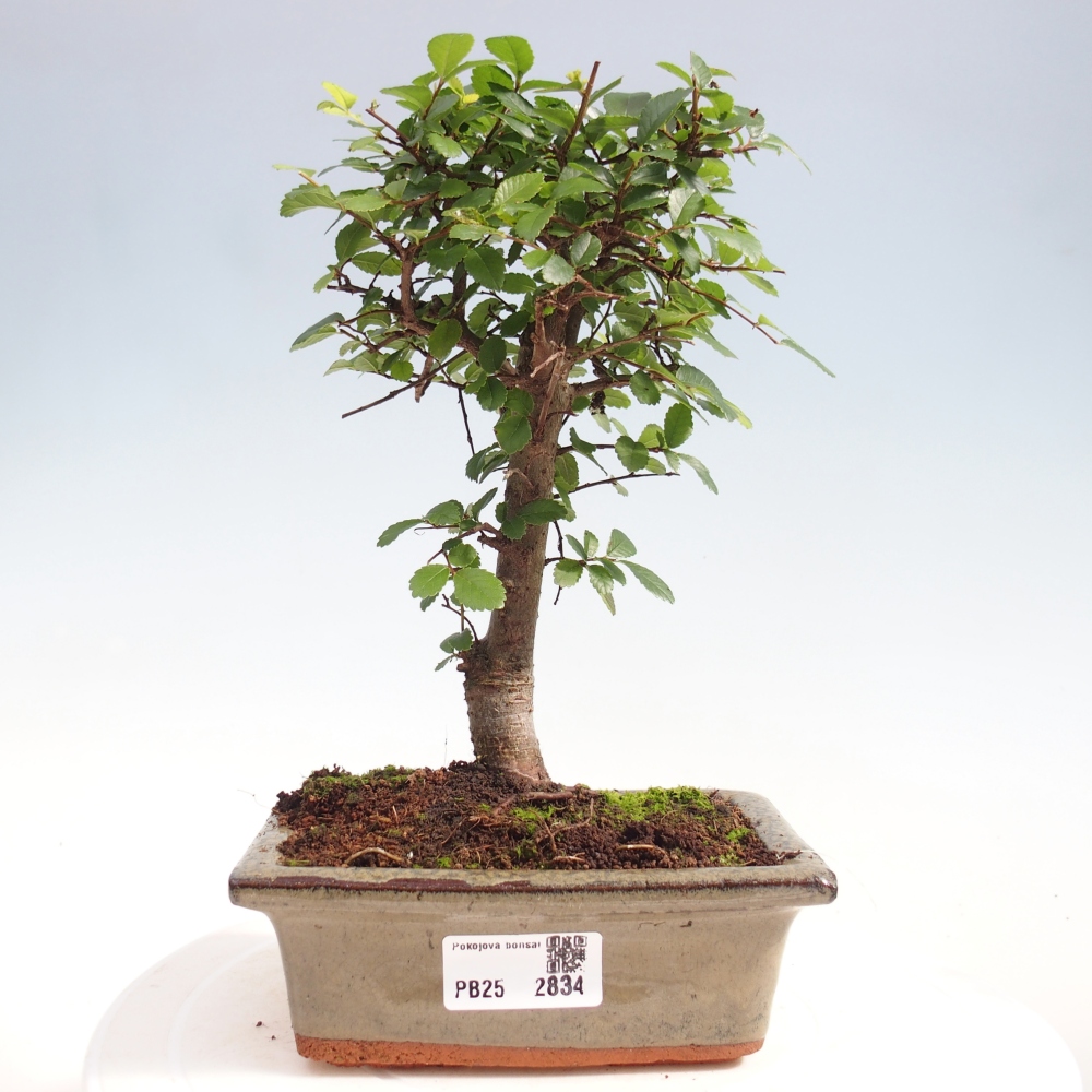 Pokojová bonsai - Ulmus parvifolia - Malolistý jilm