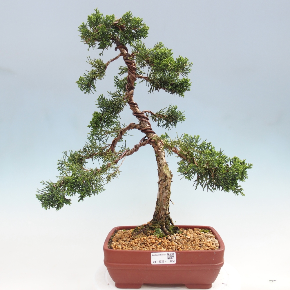 Venkovní bonsai - Juniperus chinensis Kishu -Jalovec čínský