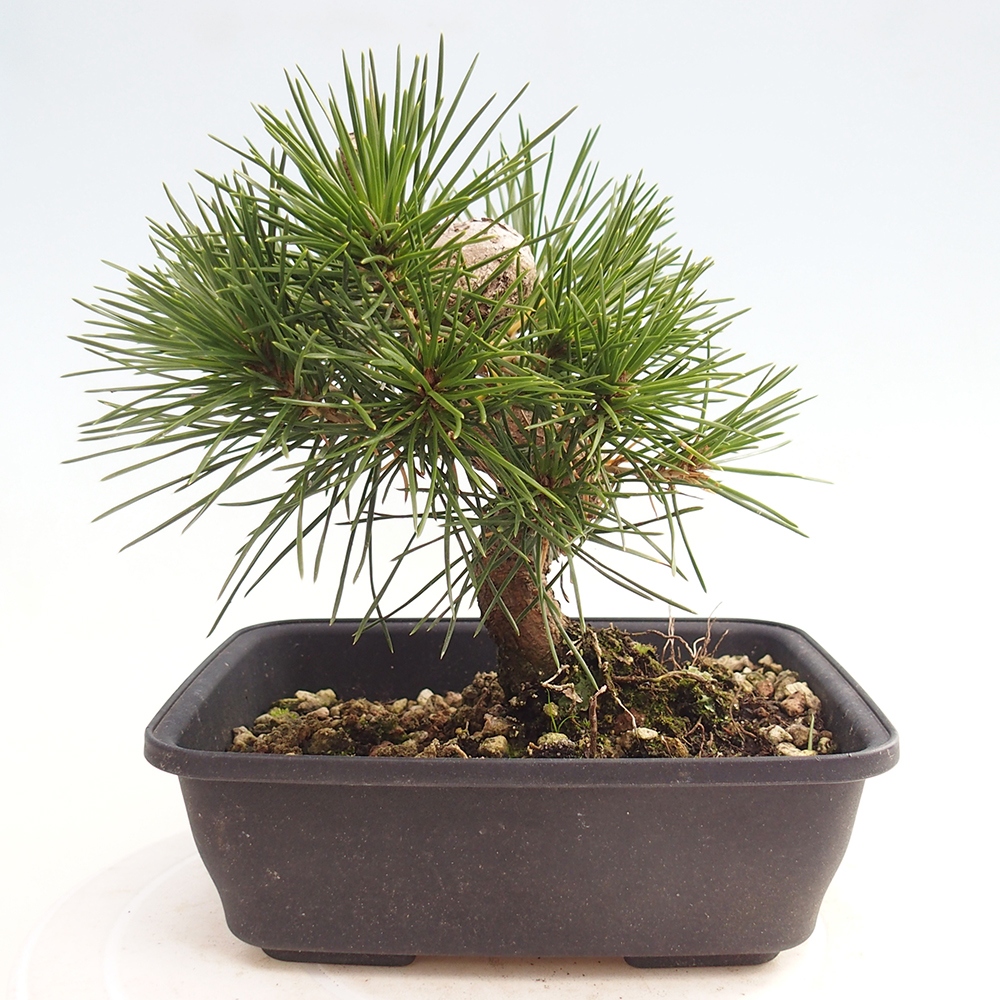Venkovní bonsai - Pinus thunbergii - Borovice thunbergova