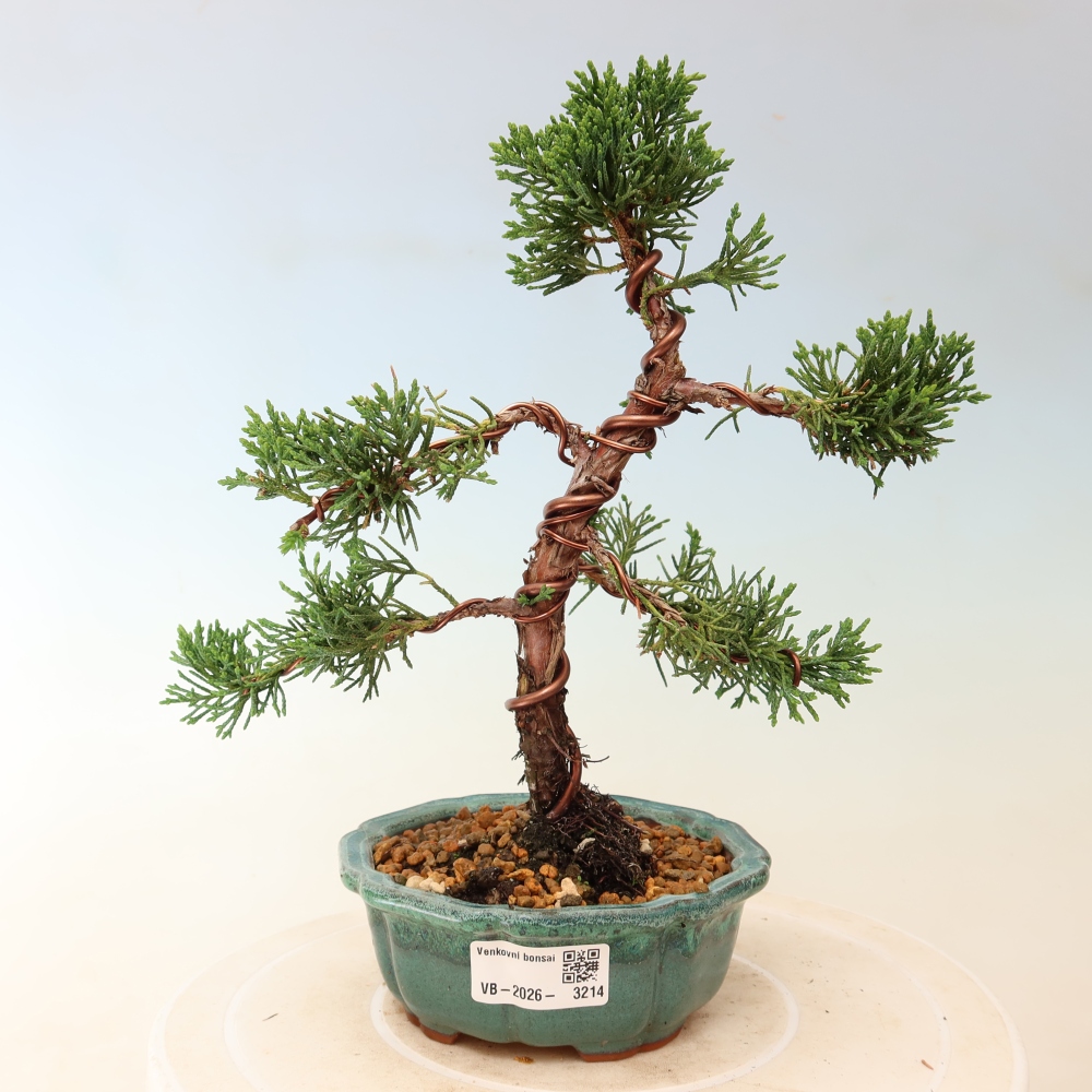 Venkovní bonsai - Juniperus chinensis Kishu -Jalovec čínský