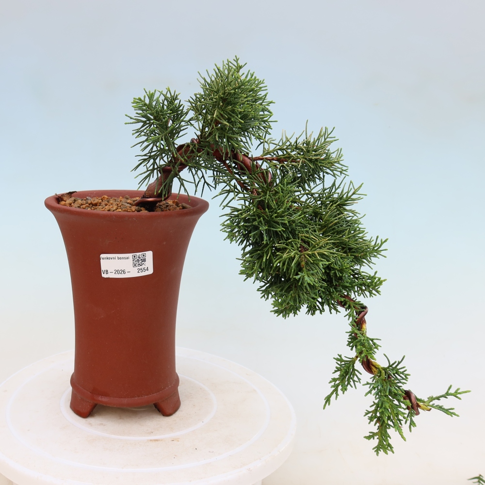 Venkovní bonsai - Juniperus chinensis Kishu -Jalovec čínský