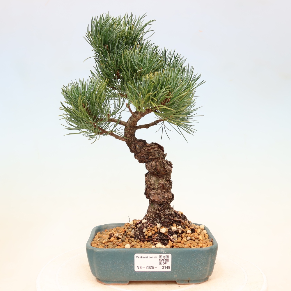 Venkovní bonsai - Pinus parviflora - Borovice drobnokvětá