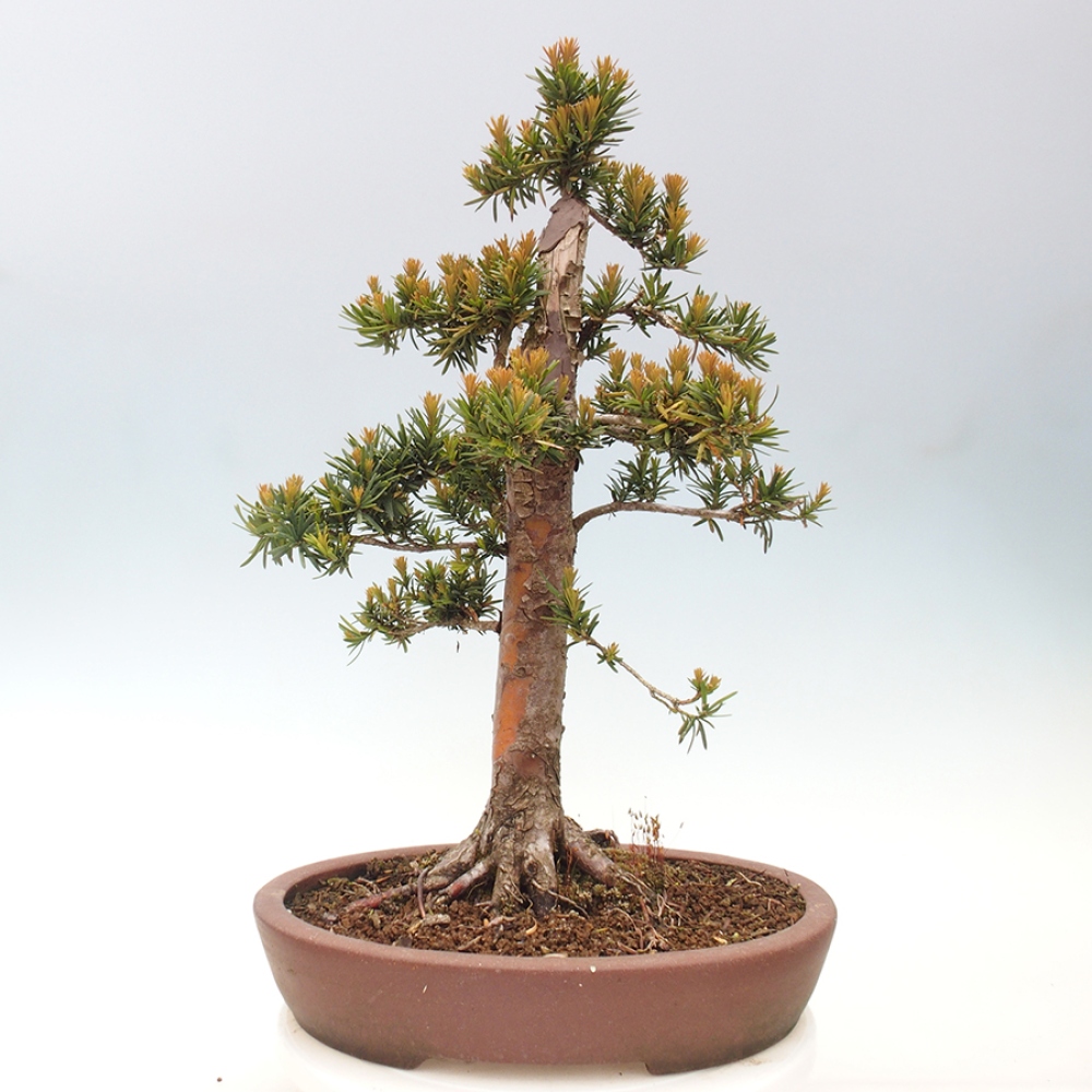 Venkovní bonsai - Taxus cuspidata  - Tis japonský