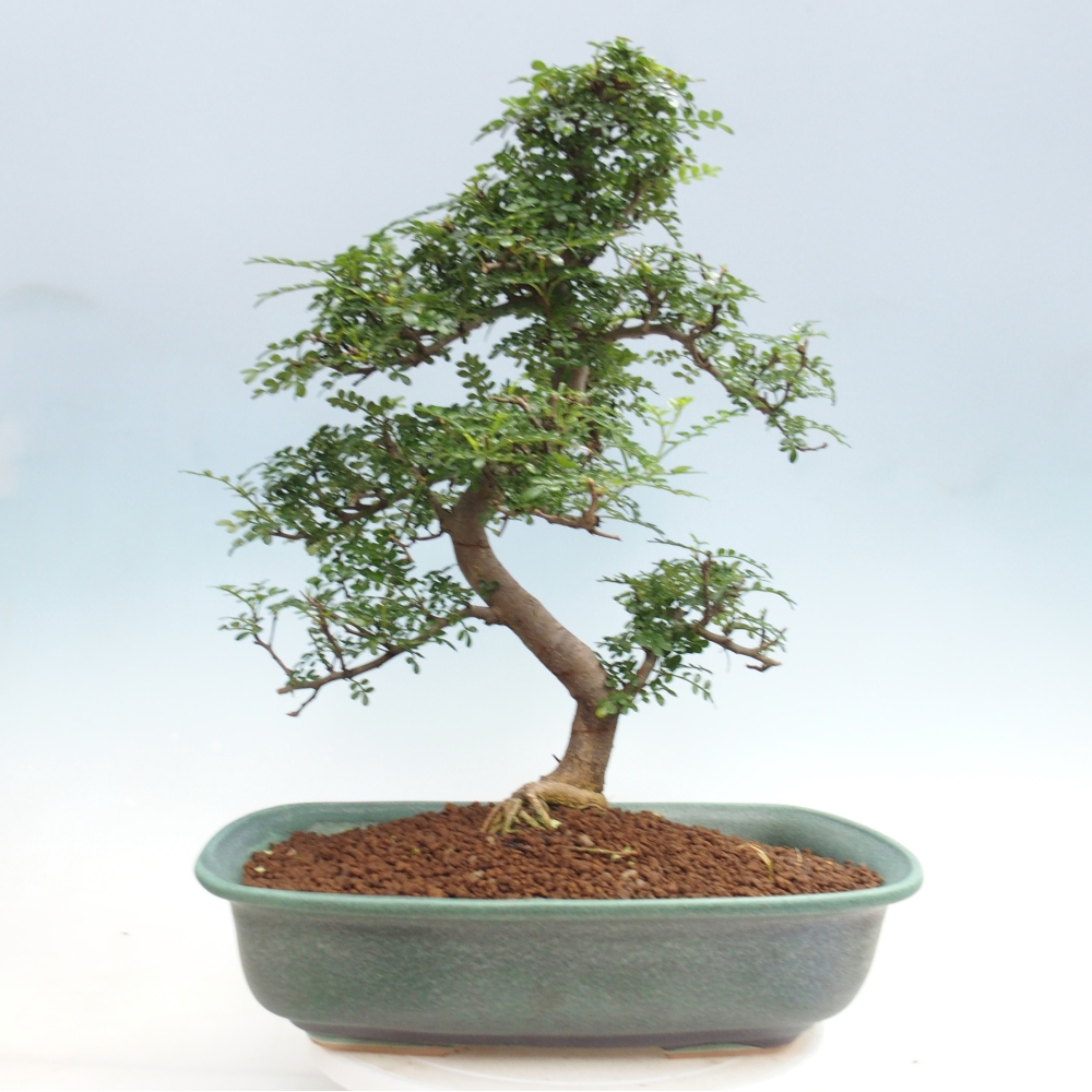 Pokojová bonsai - Zantoxylum piperitum - pepřovník