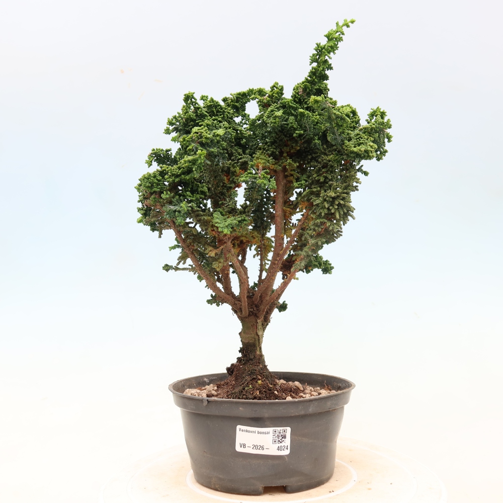 Venkovní bonsai - Cham. obtusa SEKKA HINOKI - Cypřišek
