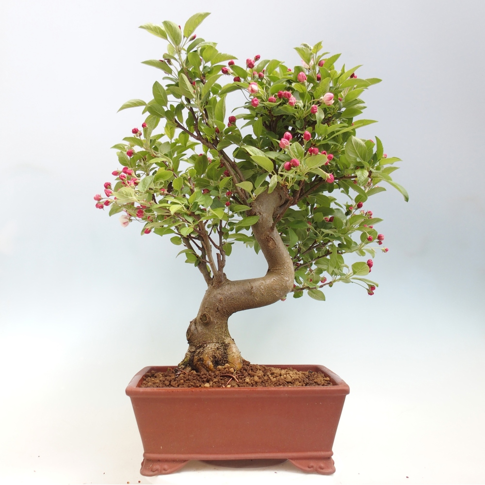 Venkovní bonsai -Malus halliana - Maloplodá jabloň