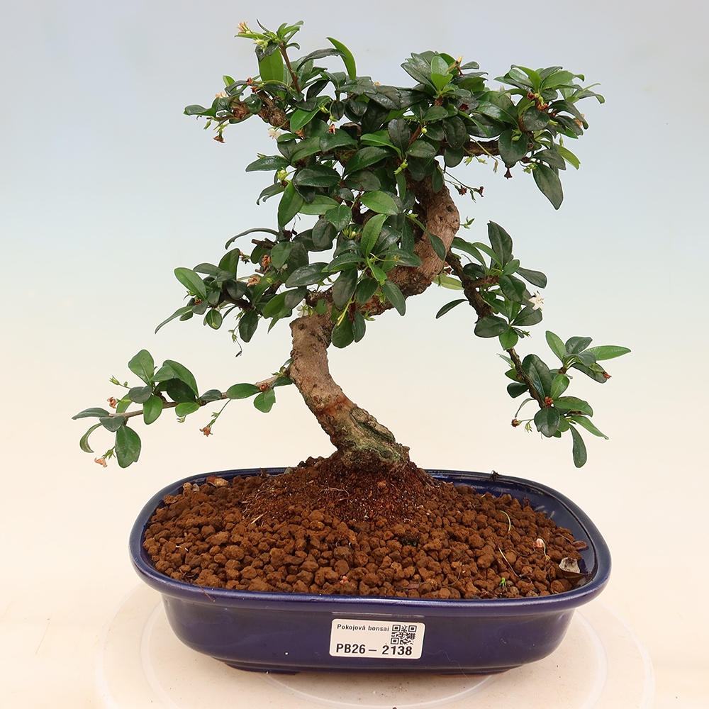 Pokojová bonsai - Carmona macrophylla - Čaj fuki