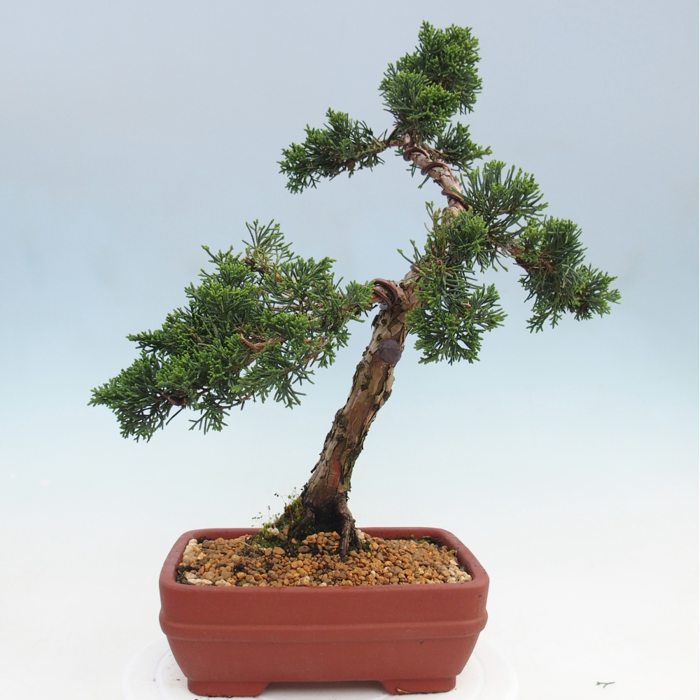 Venkovní bonsai - Juniperus chinensis Kishu -Jalovec čínský