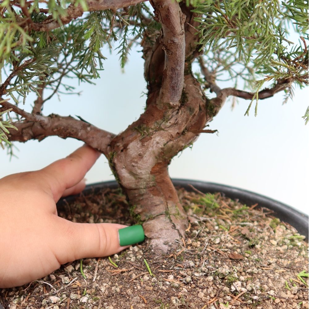 Venkovní bonsai - Juniperus chinensis Itoigawa-Jalovec čínský