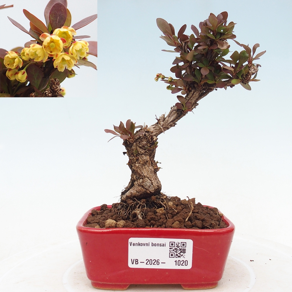 Venkovní bonsai - Berberis Thunbergii Bagatelle - Dřištál 