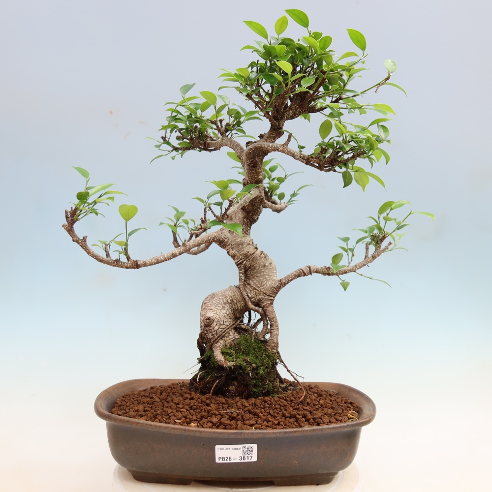 Pokojová bonsai - Ficus kimmen -  malolistý fíkus