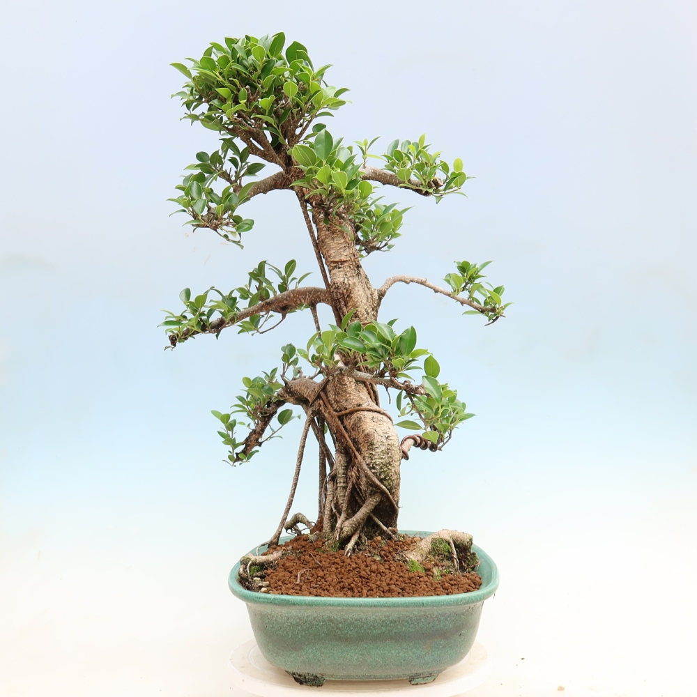 Pokojová bonsai - Ficus kimmen -  malolistý fíkus