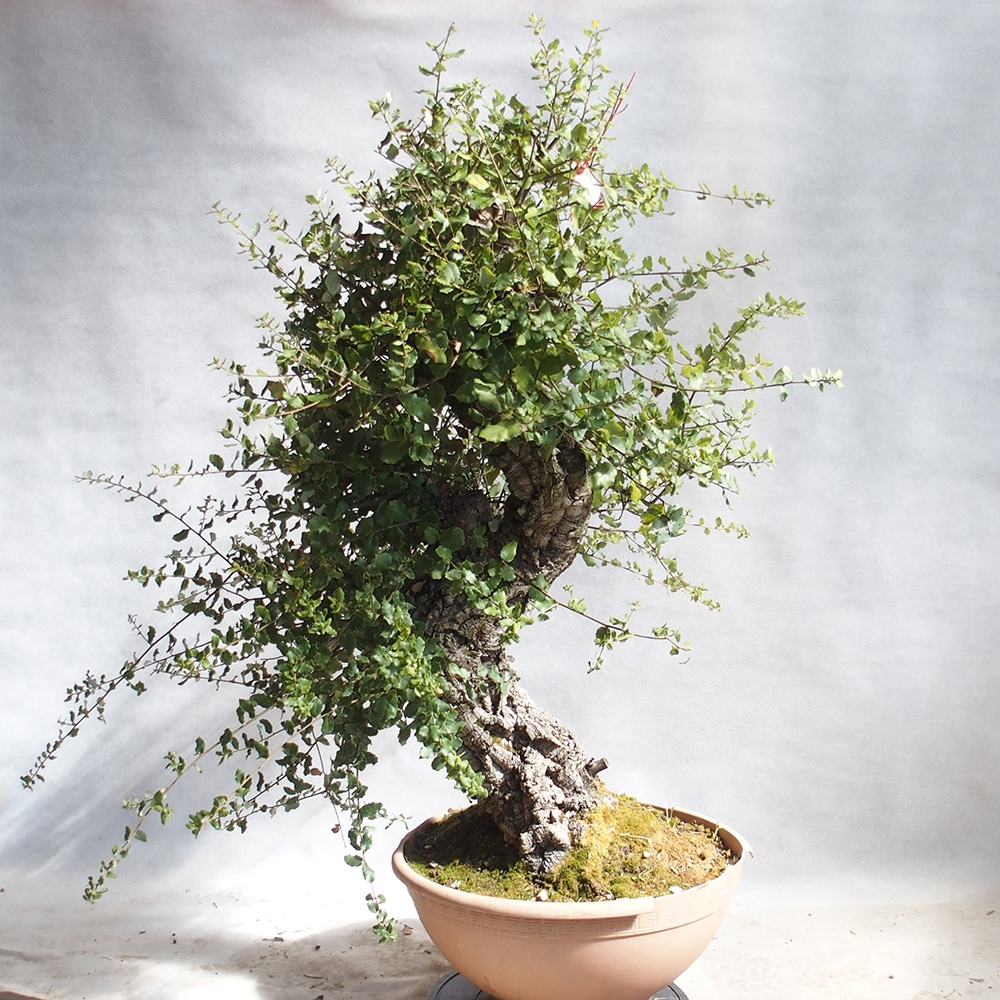 venkovní bonsai Quercus suber - Korkový dub