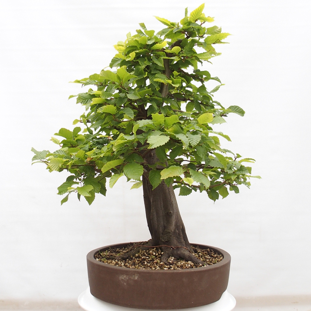 Venkovní bonsai - Habr obecný - Carpinus betulus