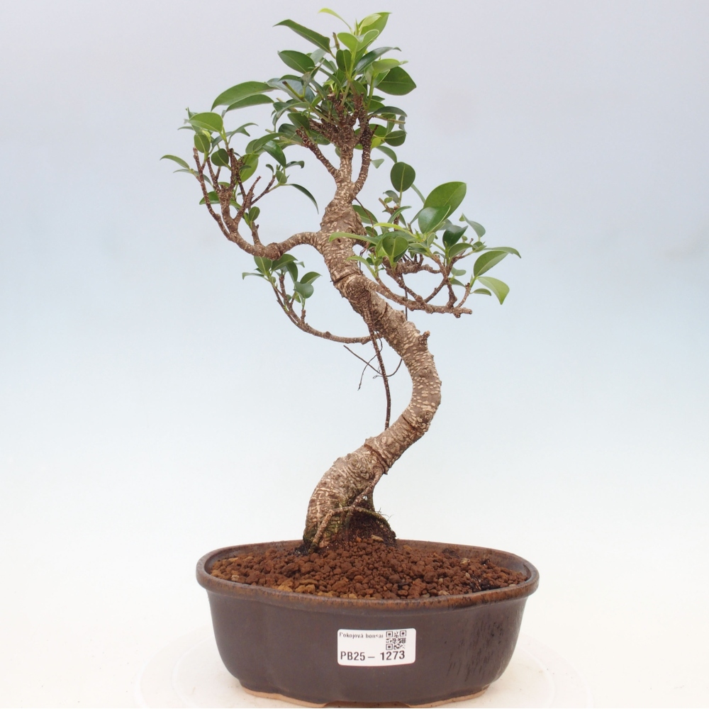 Pokojová bonsai - Ficus retusa -  malolistý fíkus