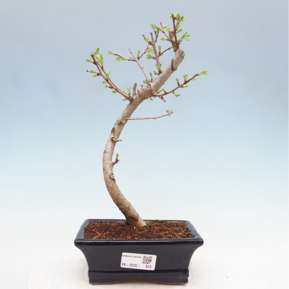 Venkovní bonsai -Pseudolarix amabis-Pamodřín