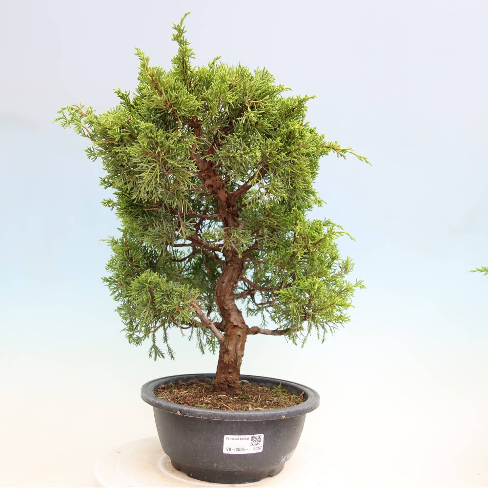 Venkovní bonsai - Juniperus chinensis Itoigawa-Jalovec čínský