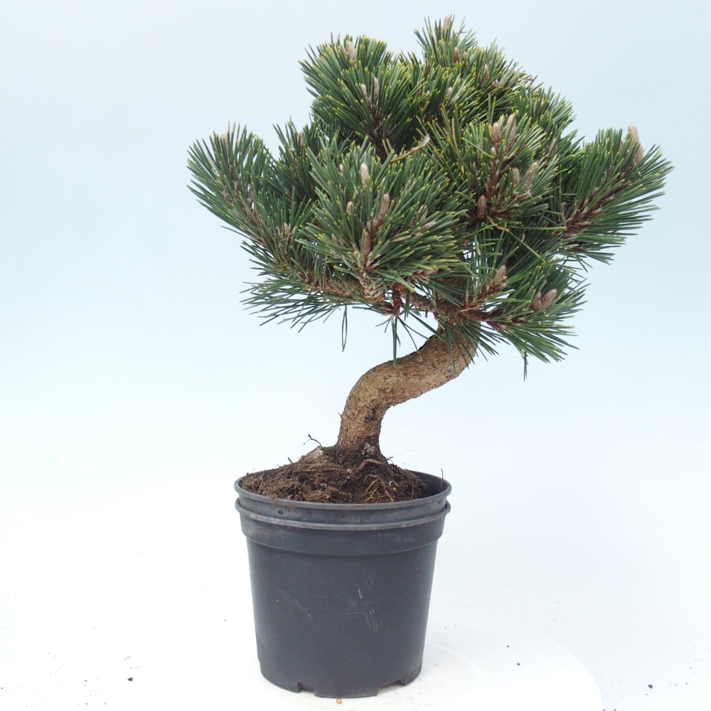 Venkovní bonsai - Pinus thunbergii senjyumaru - Borovice thunbergova