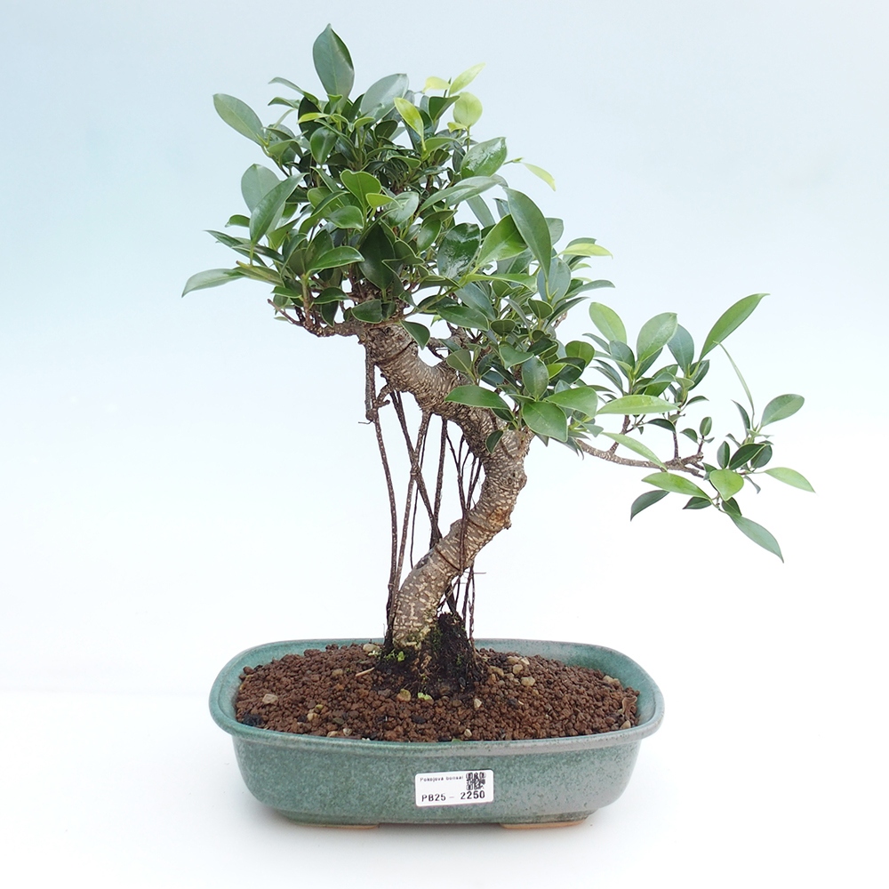 Pokojová bonsai - Ficus kimmen -  malolistý fíkus