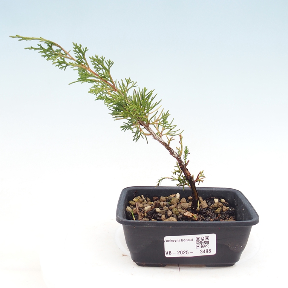 Venkovní bonsai - Juniperus chinensis Itoigawa -Jalovec čínský