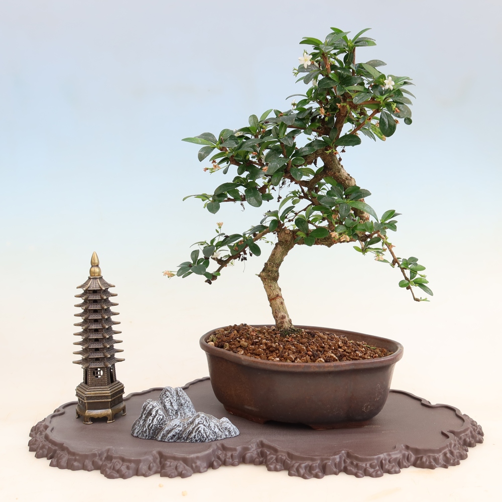 Plastový podstavec pod bonsai 43 x 25 x 1,5 cm, barva hnědá