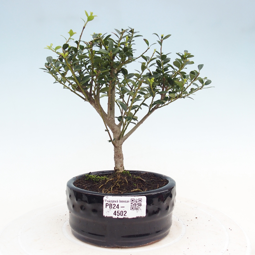 Pokojová bonsai - Ilex crenata - Cesmína