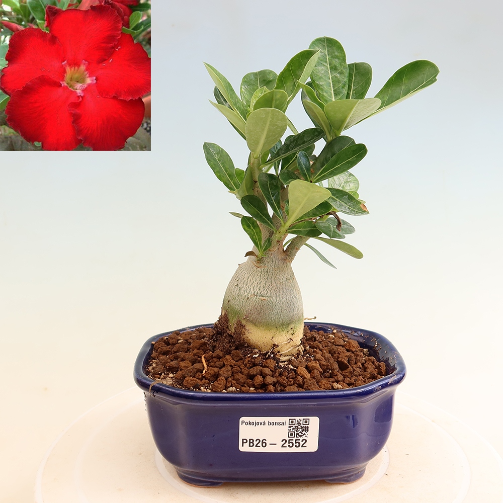 Pokojová bonsai - Adenium obesum Red Star - Pouštní růže