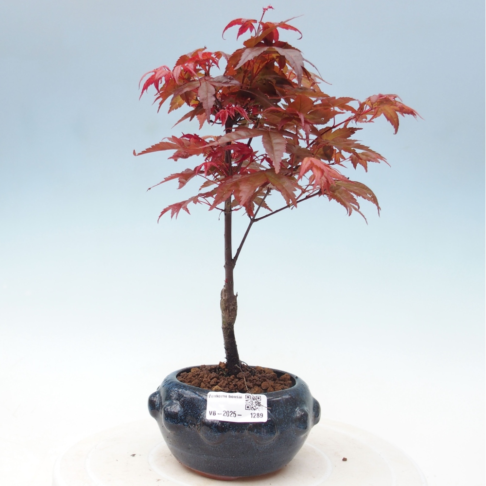 Venkovní bonsai - Javor dlanitolistý - Acer palmatum DESHOJO