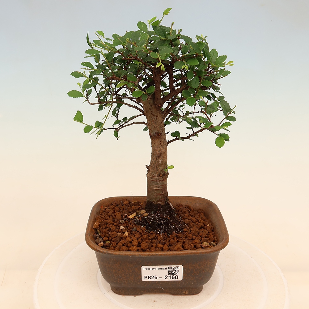 Pokojová bonsai - Ulmus parvifolia - Malolistý jilm