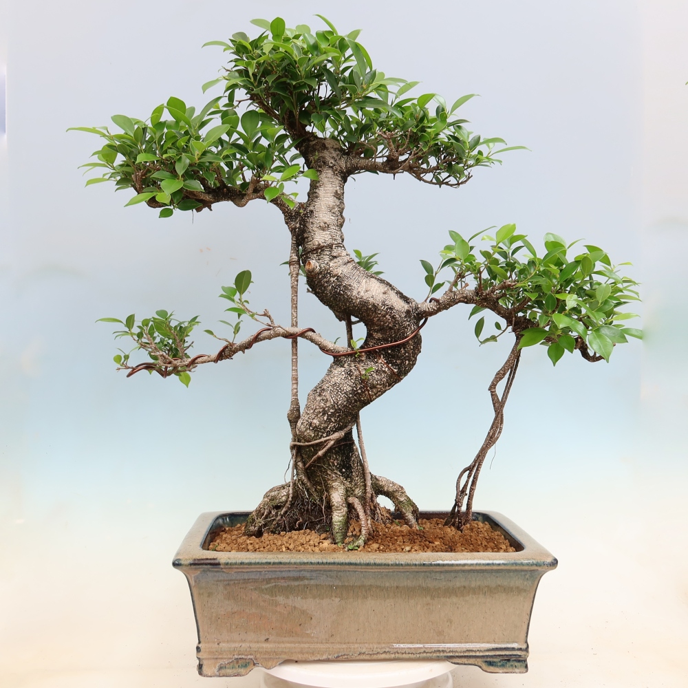 Pokojová bonsai - Ficus kimmen -  malolistý fíkus
