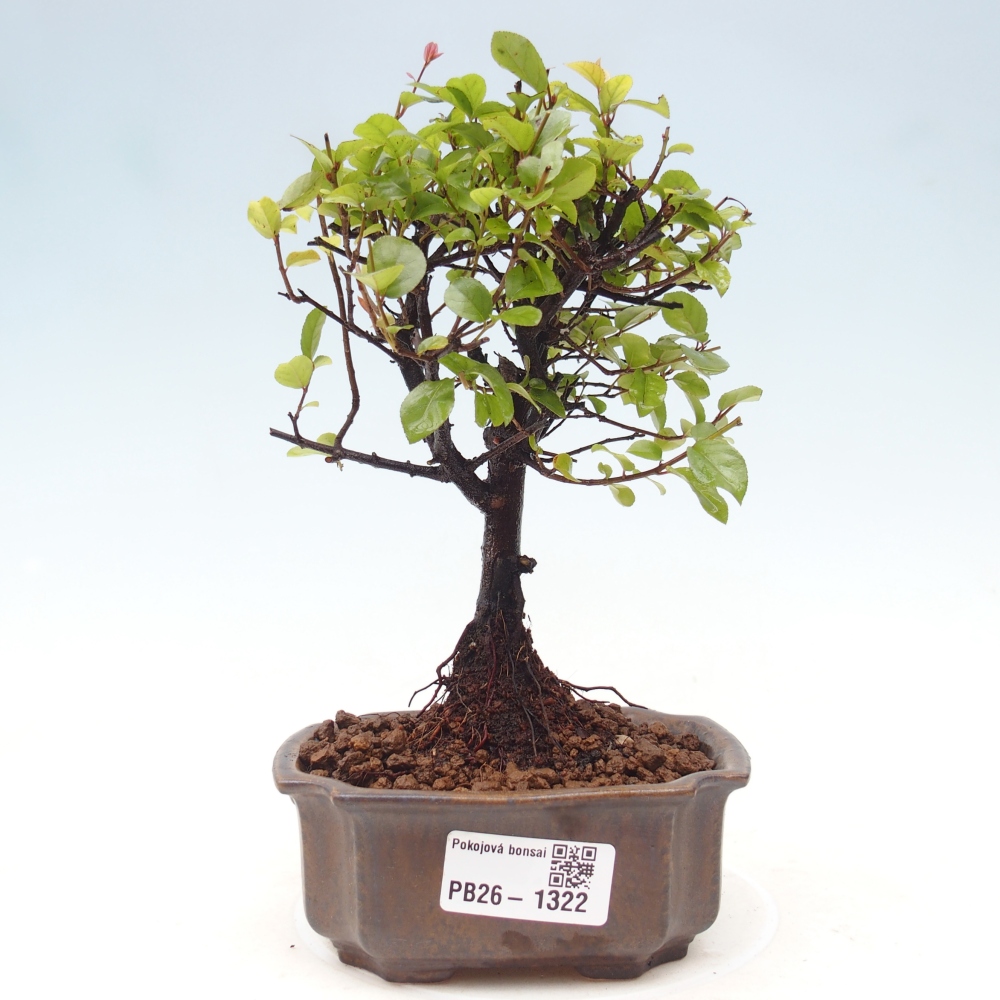 Pokojová bonsai - Sagerécie thea - Sagerécie thea