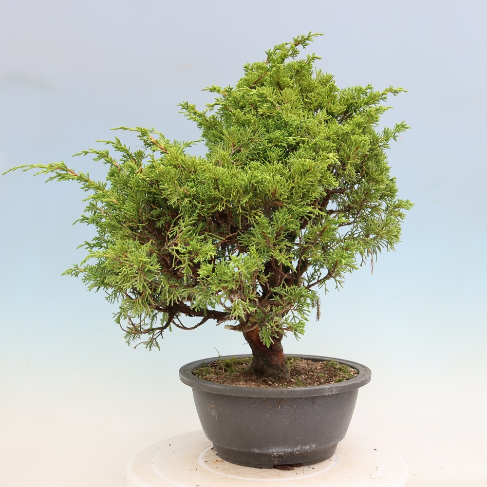 Venkovní bonsai - Juniperus chinensis Itoigawa-Jalovec čínský