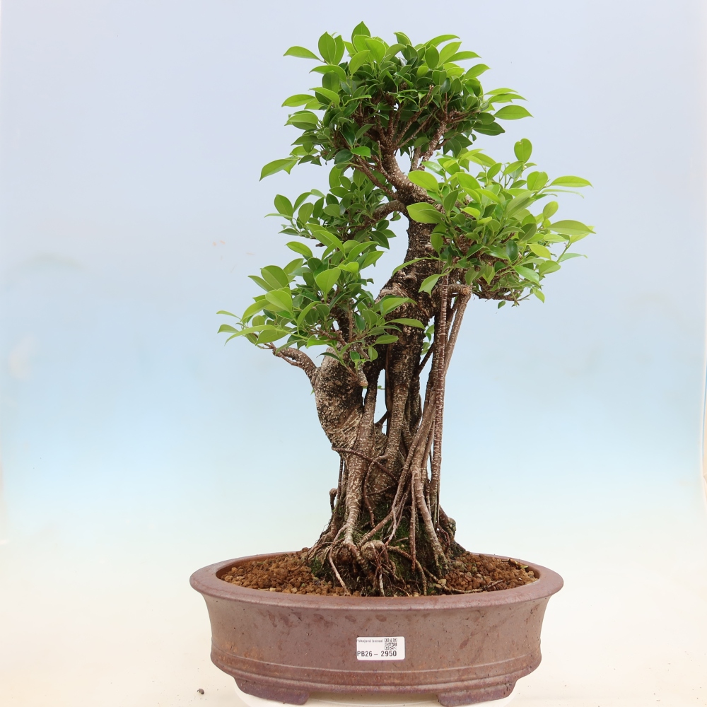 Pokojová bonsai - Ficus kimmen -  malolistý fíkus