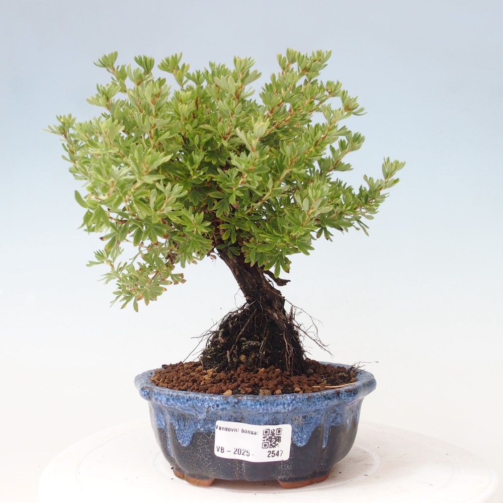 Venkovní bonsai-Mochna křovitá - potentila fruticosa yellow Bird