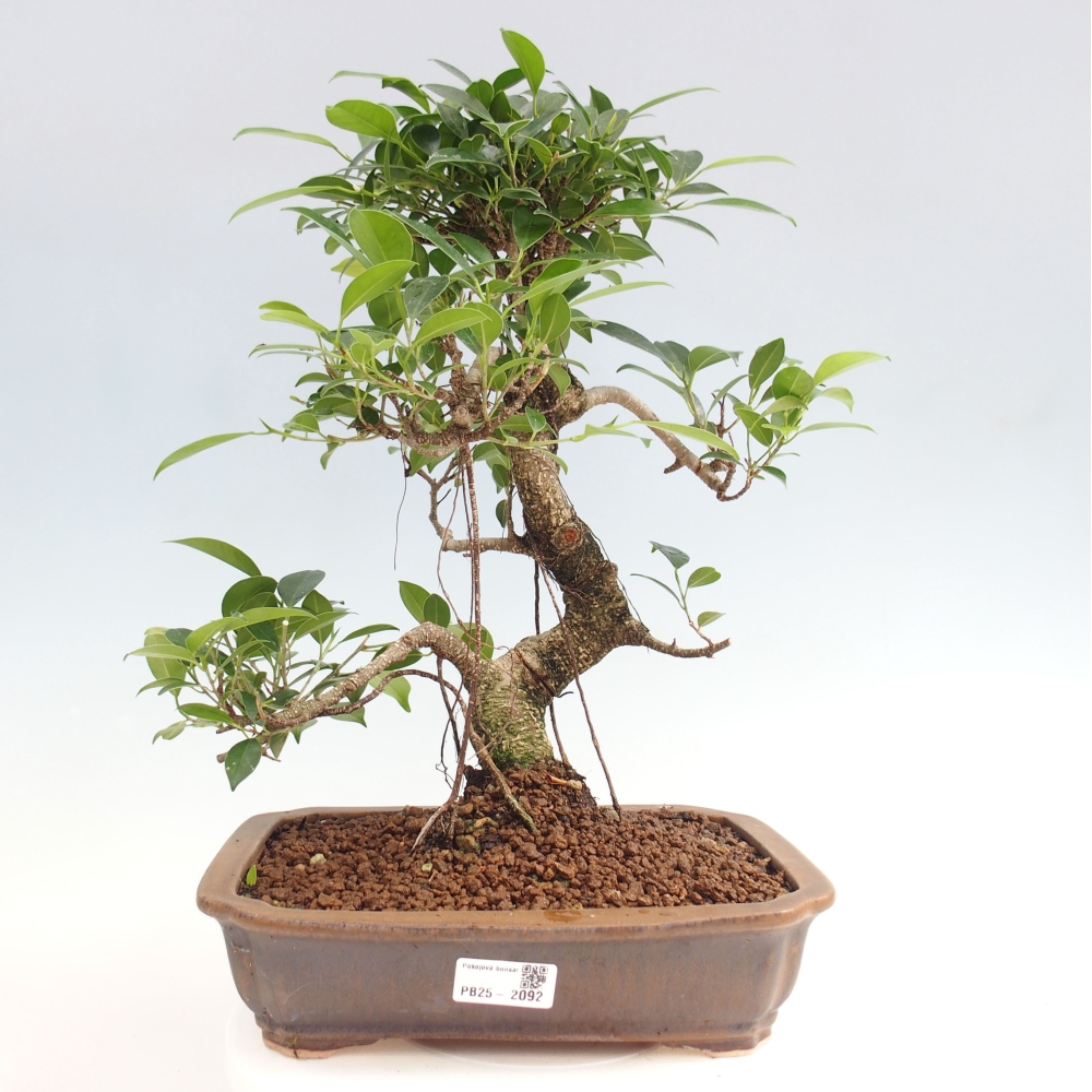 Pokojová bonsai - Ficus kimmen -  malolistý fíkus