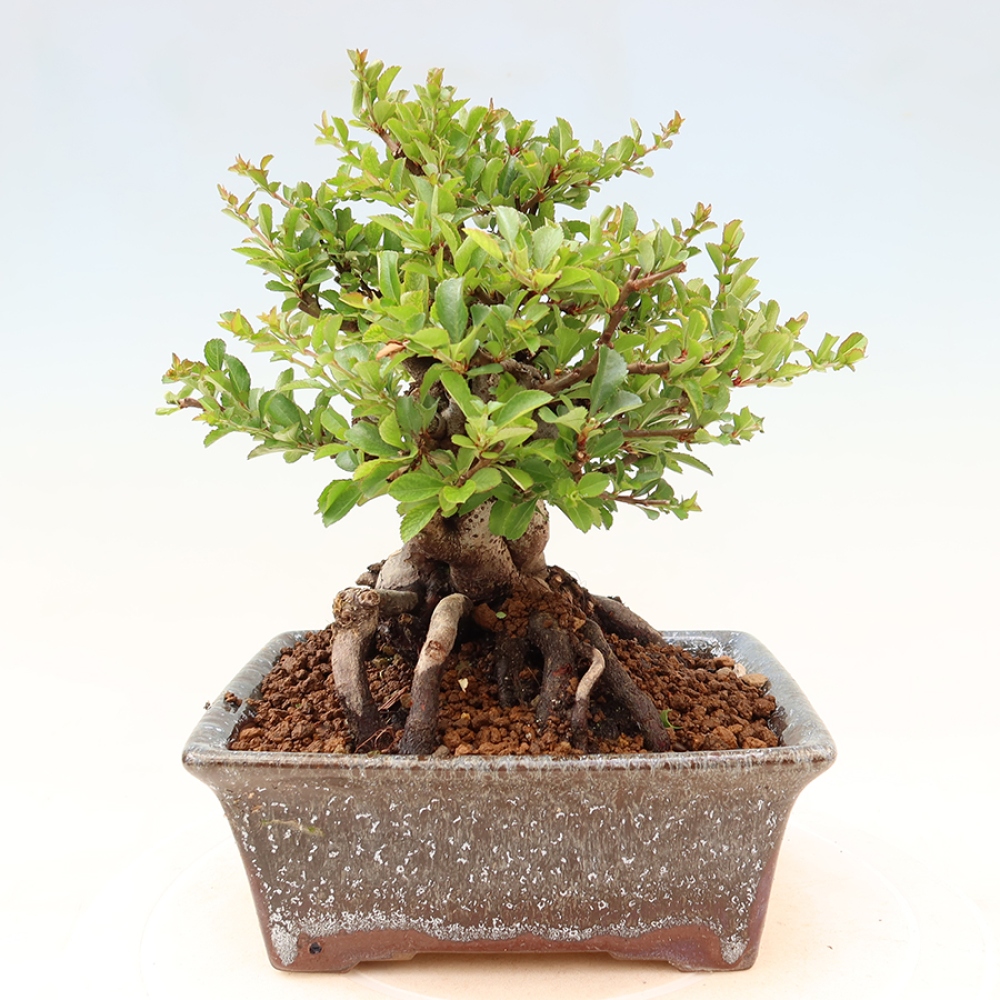 Venkovní  bonsai -  Chaneomeles speciosa Chojubai - Kdoulovec ozdobný