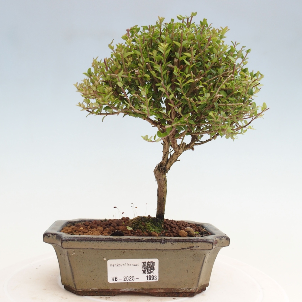 Venkovní bonsai-Lonicera nitida Twiggy -Zimolez