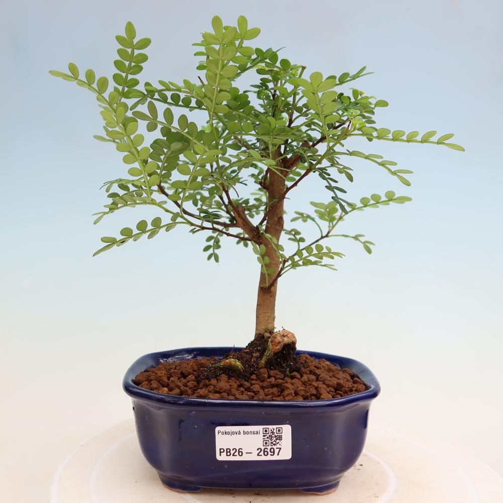 Pokojová bonsai - Zantoxylum piperitum - Pepřovník