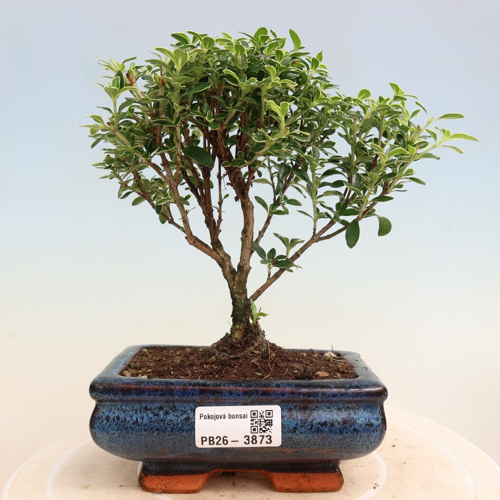 Pokojová bonsai - Serissa foetida Variegata - Strom tisíce hvězd