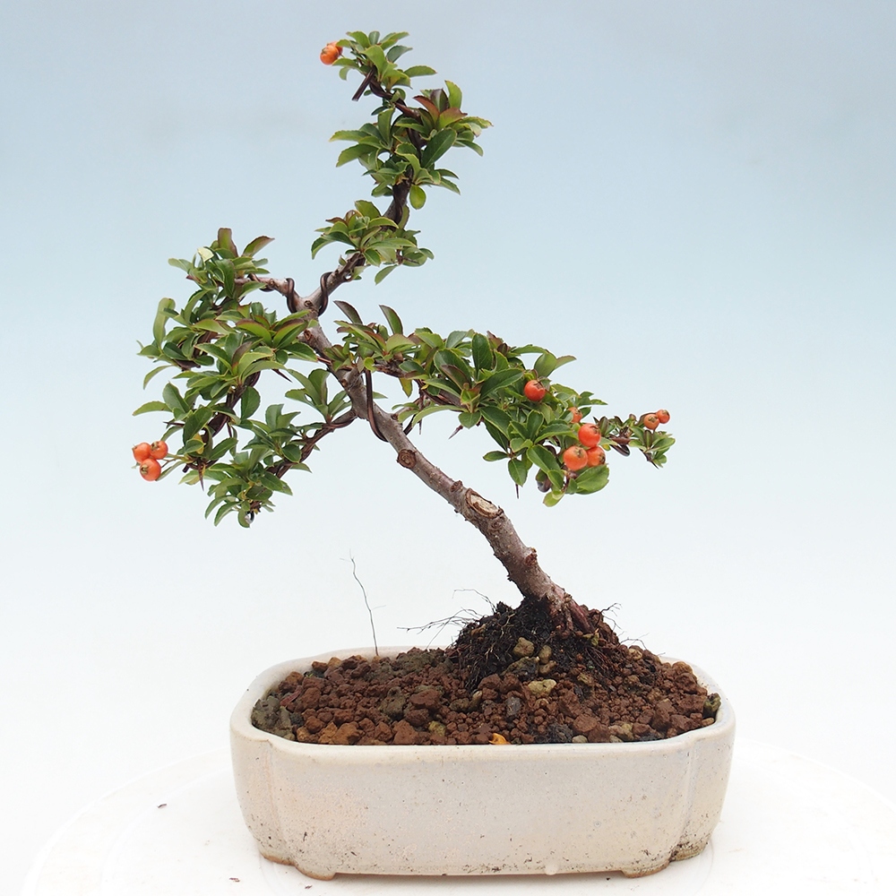 Venkovní bonsai-Pyracanta Teton -Hlohyně
