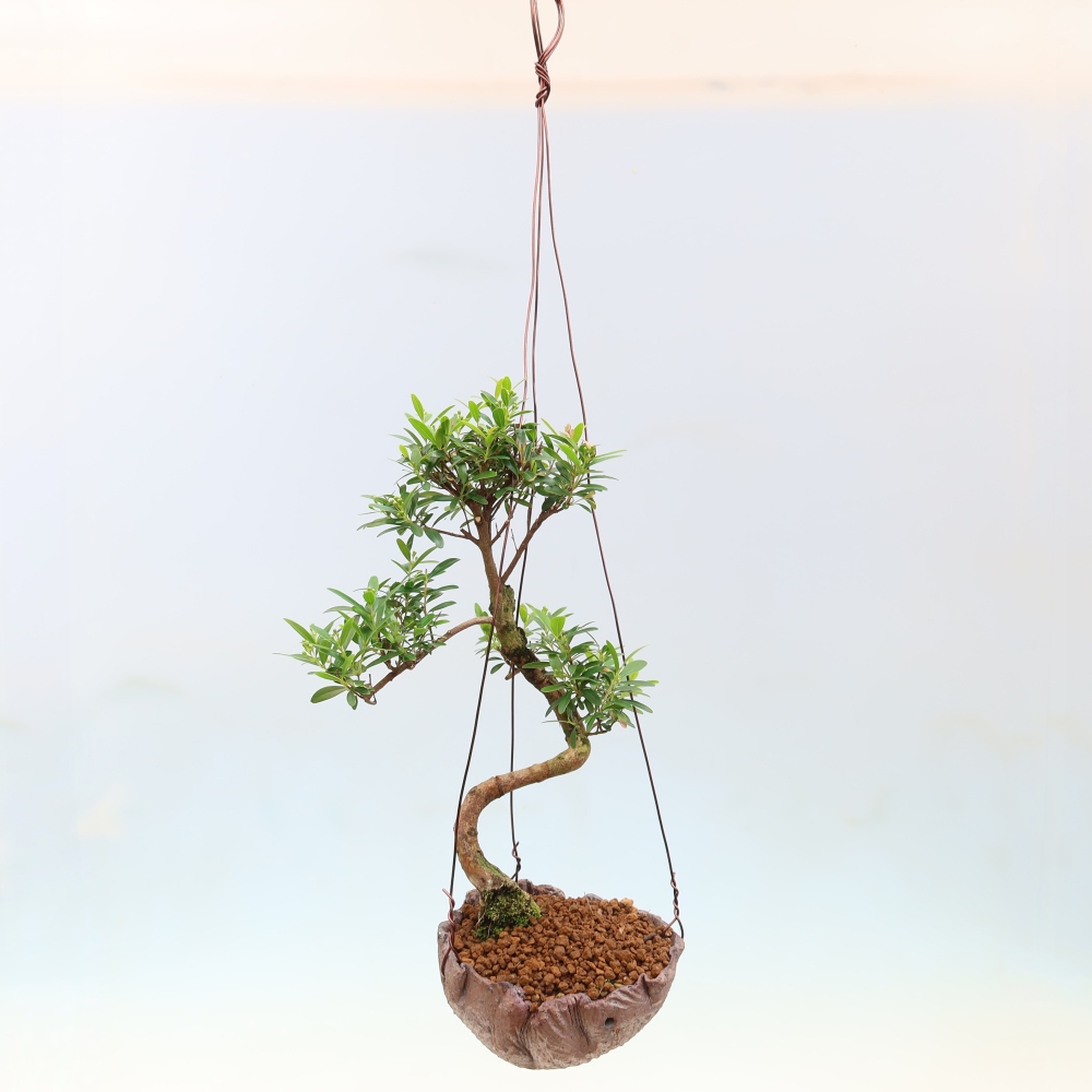 Kokedama v keramice -Syzygium - Pimentovník