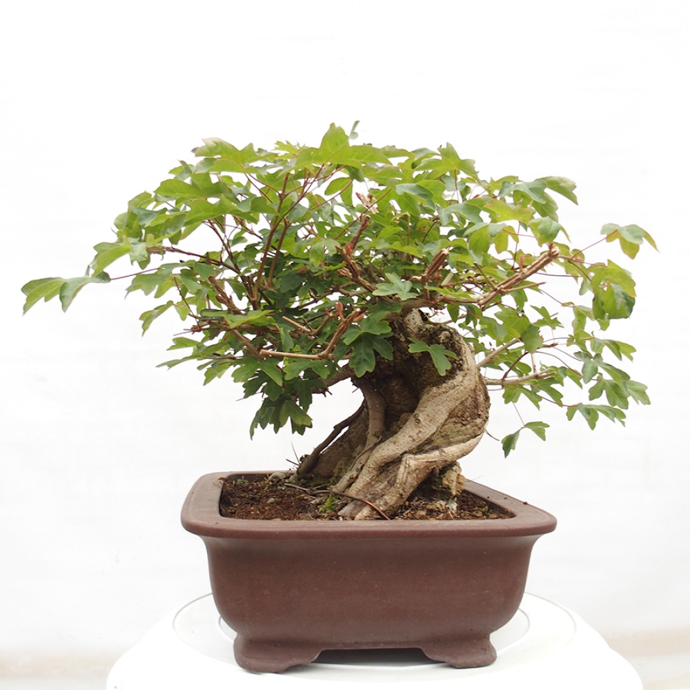 Venkovní bonsai -Javor babyka - Acer campestre