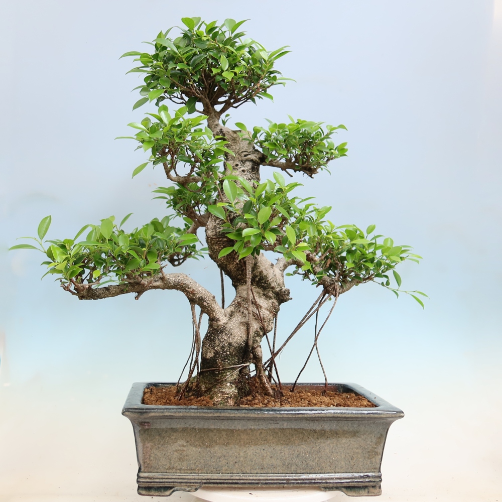 Pokojová bonsai - Ficus kimmen -  malolistý fíkus