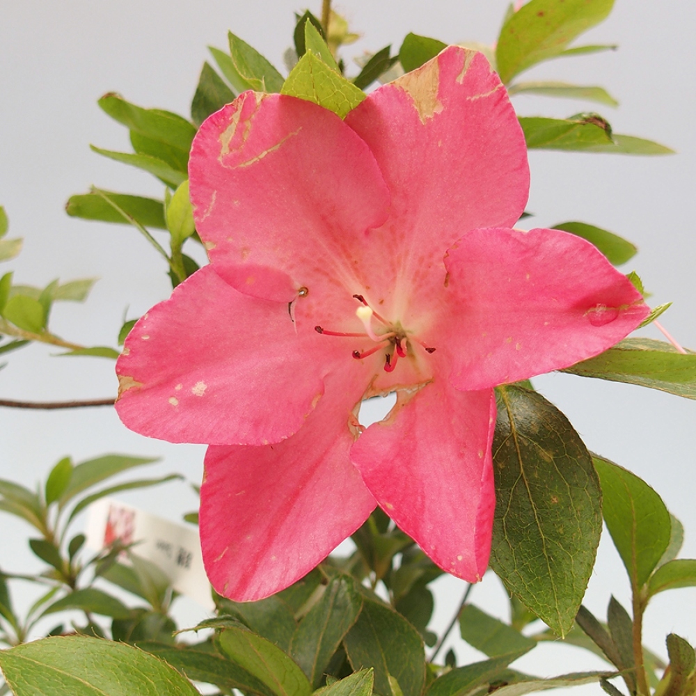 Venkovní bonsai - Japonská azalka - Azalea Saien