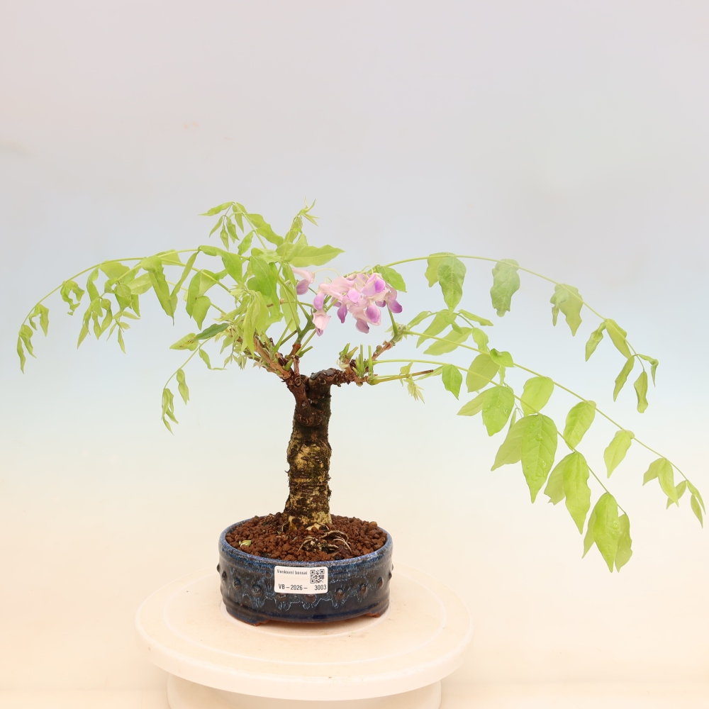 Venkovní bonsai - Vistarie květnatá - Wisteria floribunda