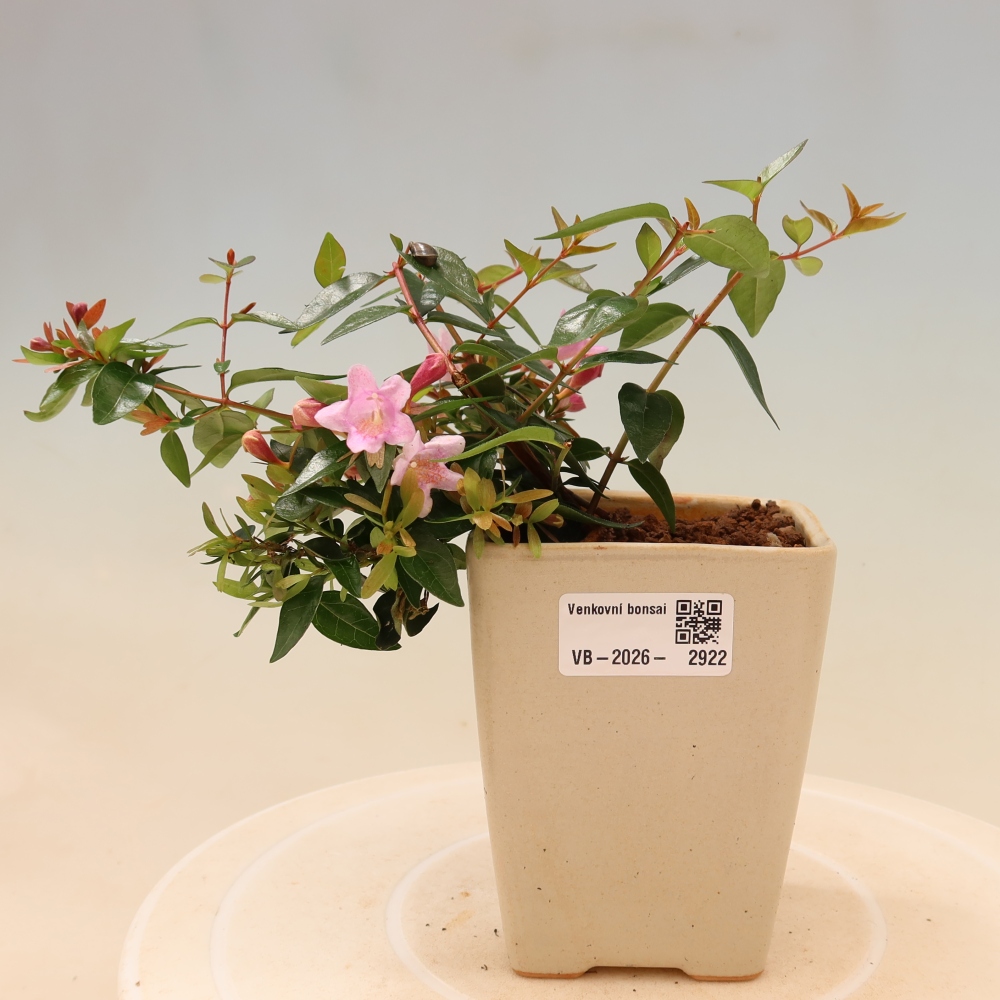 Venkovní bonsai - Abelia Edward Goucher - Abélie velkokvětá