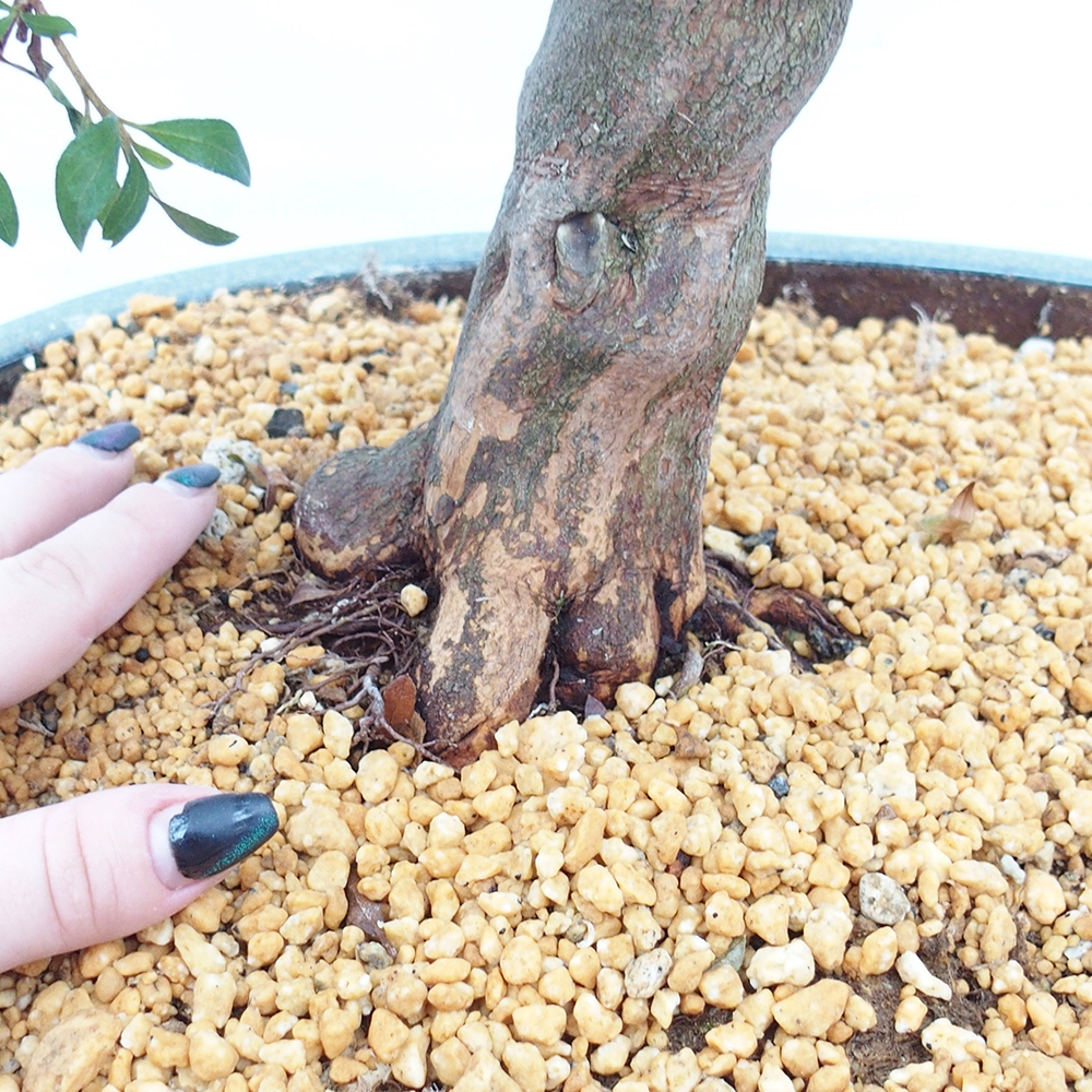 Venkovní bonsai - Japonská azalka - Azalea Chihiro
