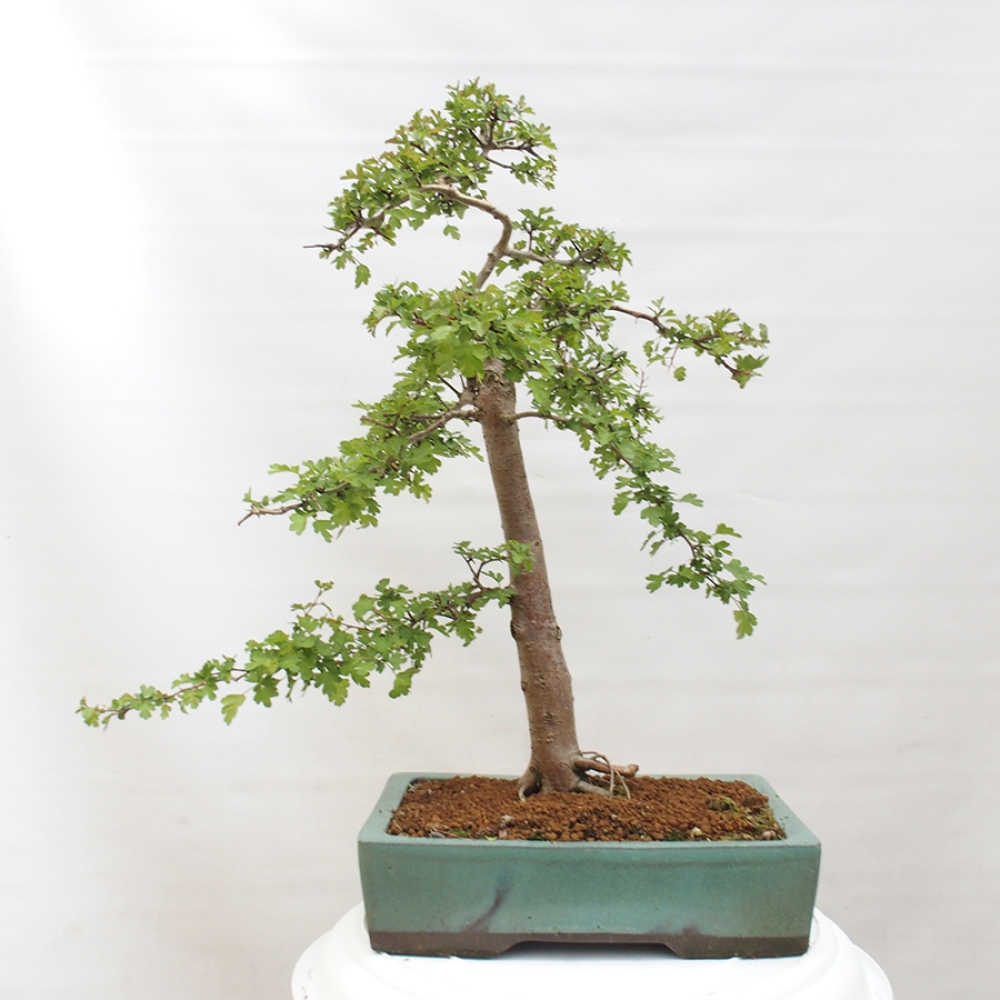 Venkovní bonsai - Hloh - Crataegus monogyna